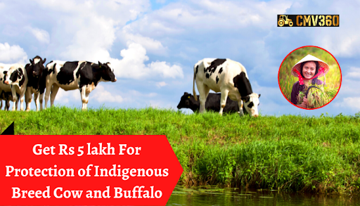 Cow and Buffalo.png