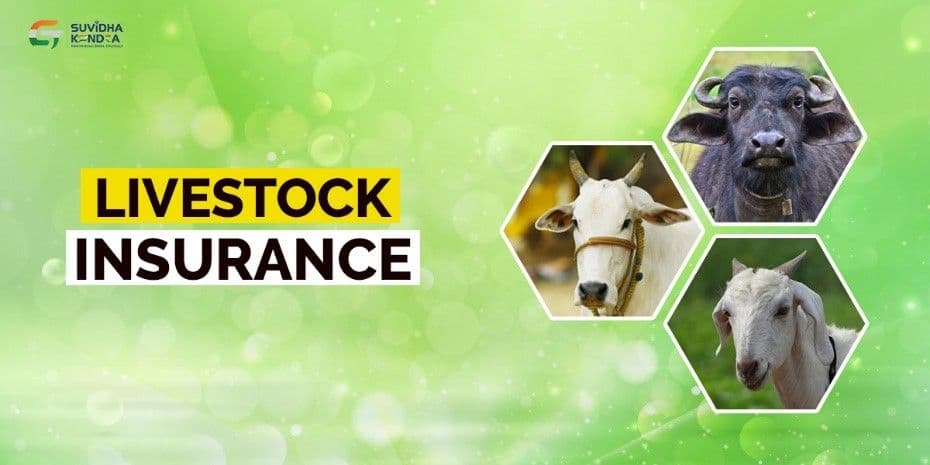 LiveStock.jpg