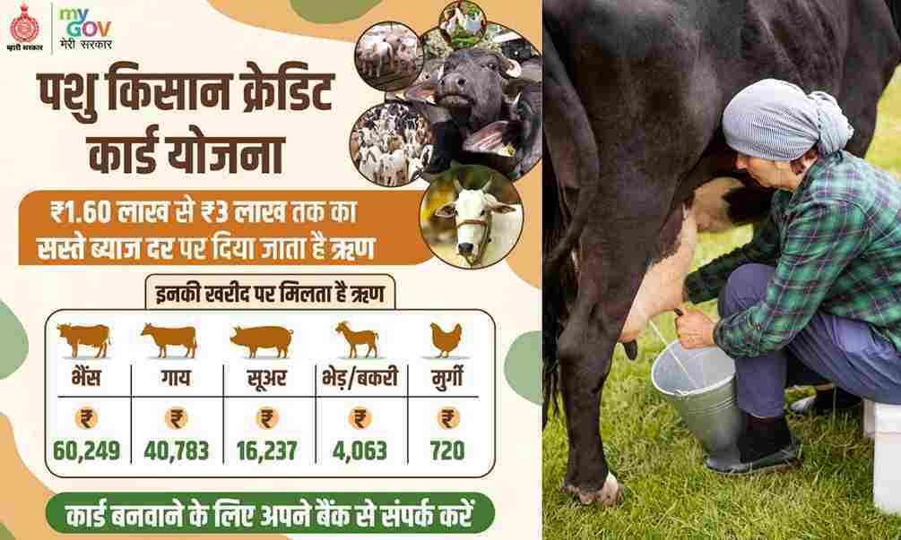 pashu-Kisan-credit-card-Yojana.jpg pashu-Kisan-credit-card-Yojana.jpg