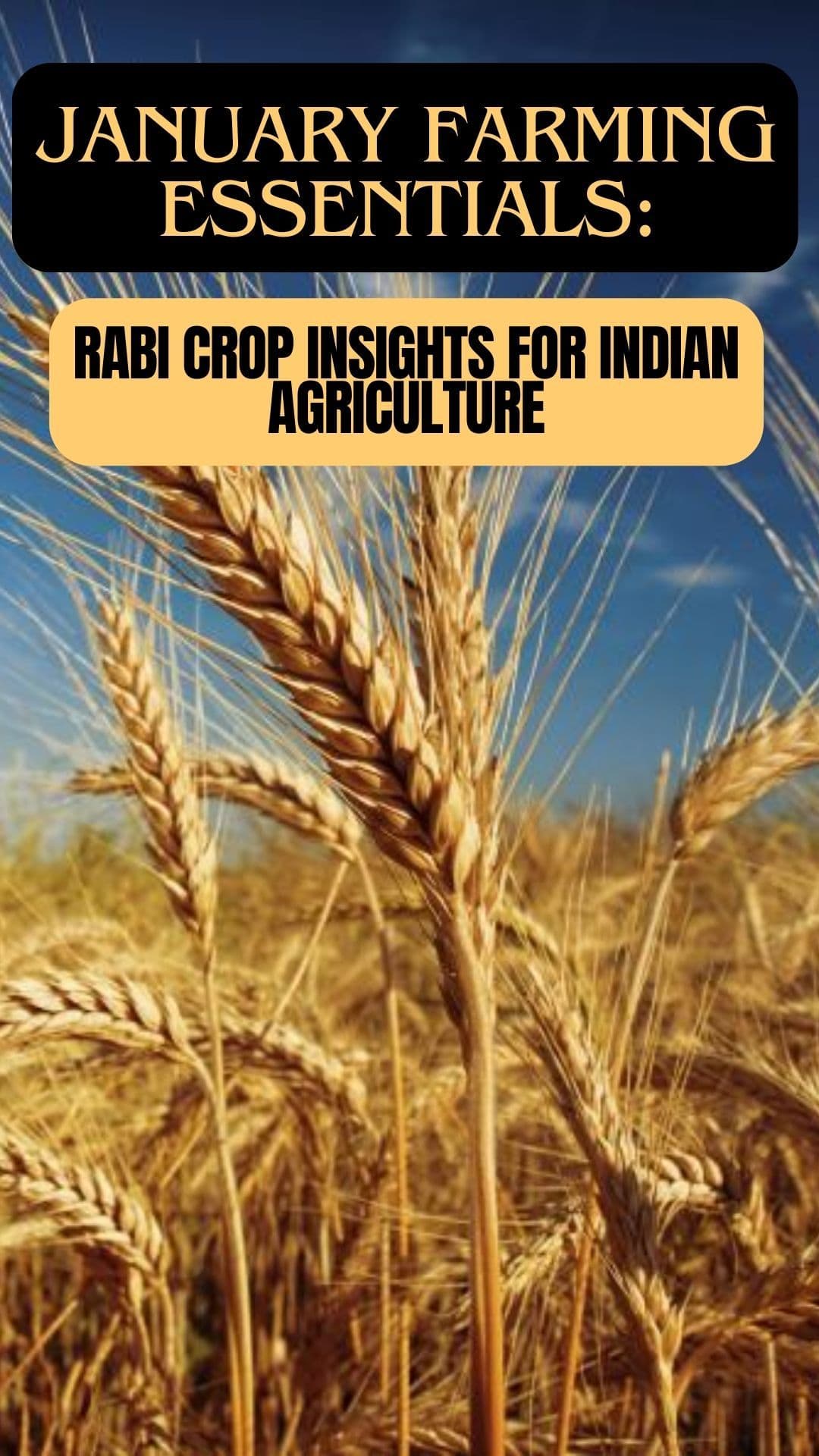 january-farming-essentials-rabi-crop-insights-for-indian-agriculture