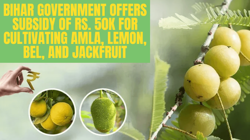 Bihar Government Offers Subsidy of Rs. 50K for Cultivating Amla, Lemon, Bel, and Jackfruit: Here's How Farmers Can Benefit