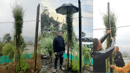 Nagaland Farmer's Remarkable Achievement: Growing World's Tallest Coriander Plant of 8.75 Feet