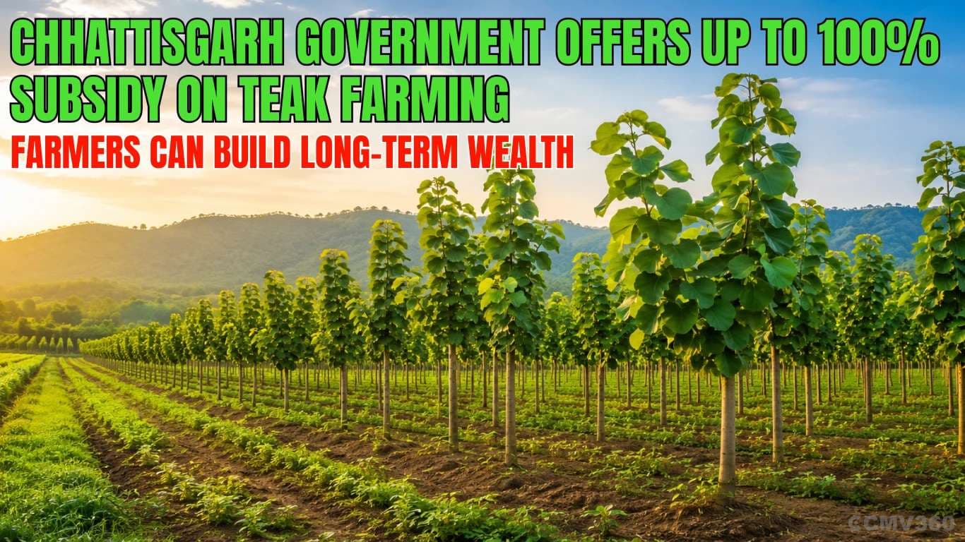 Chhattisgarh Government Offers Up to 100% Subsidy on Teak Farming: Farmers Can Build Long-Term Wealth Chhattisgarh Government Offers Up to 100% Subsidy on Teak Farming: Farmers Can Build Long-Term Wealth
